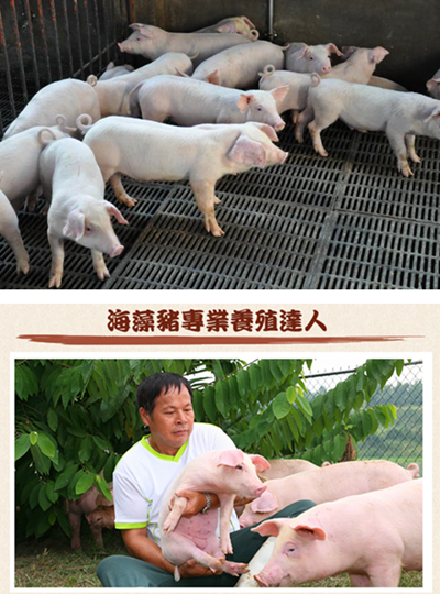 海藻豬與天麴豬達人     高豋畜牧場提供